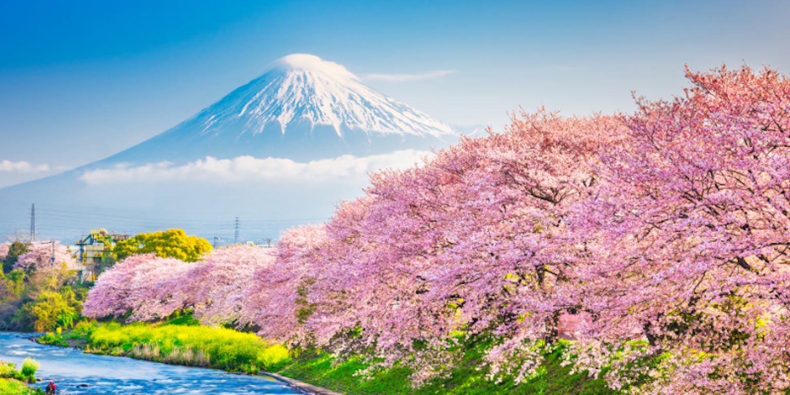 Gunung Fuji dan mekarnya bunga sakura di Jepang