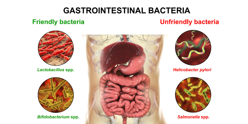 Penyakit tipes disebabkan oleh bakteri Salmonella typhi