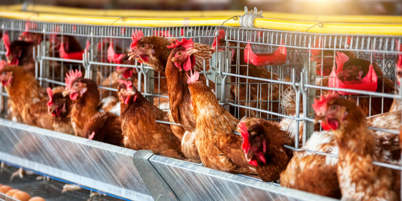 berapa biaya ternak ayam petelur