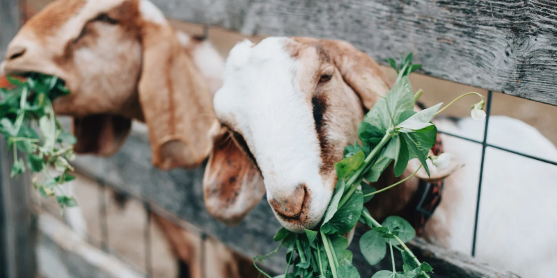 Prospek Usaha Ternak Kambing