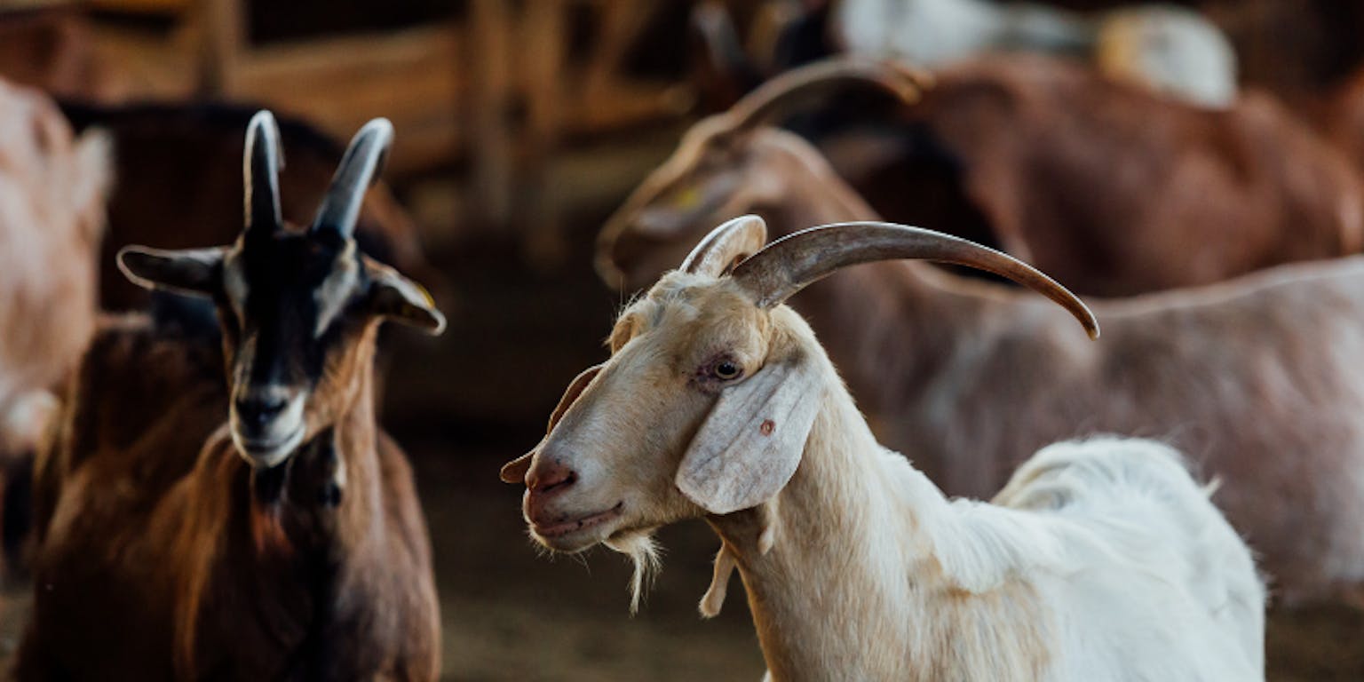 Rincian Biaya Ternak Kambing, Keuntungan, serta Cara Ternak!