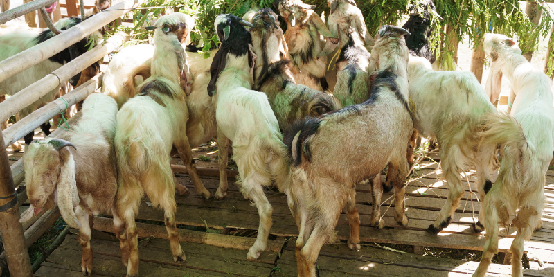 Modal Usaha Ternak Kambing