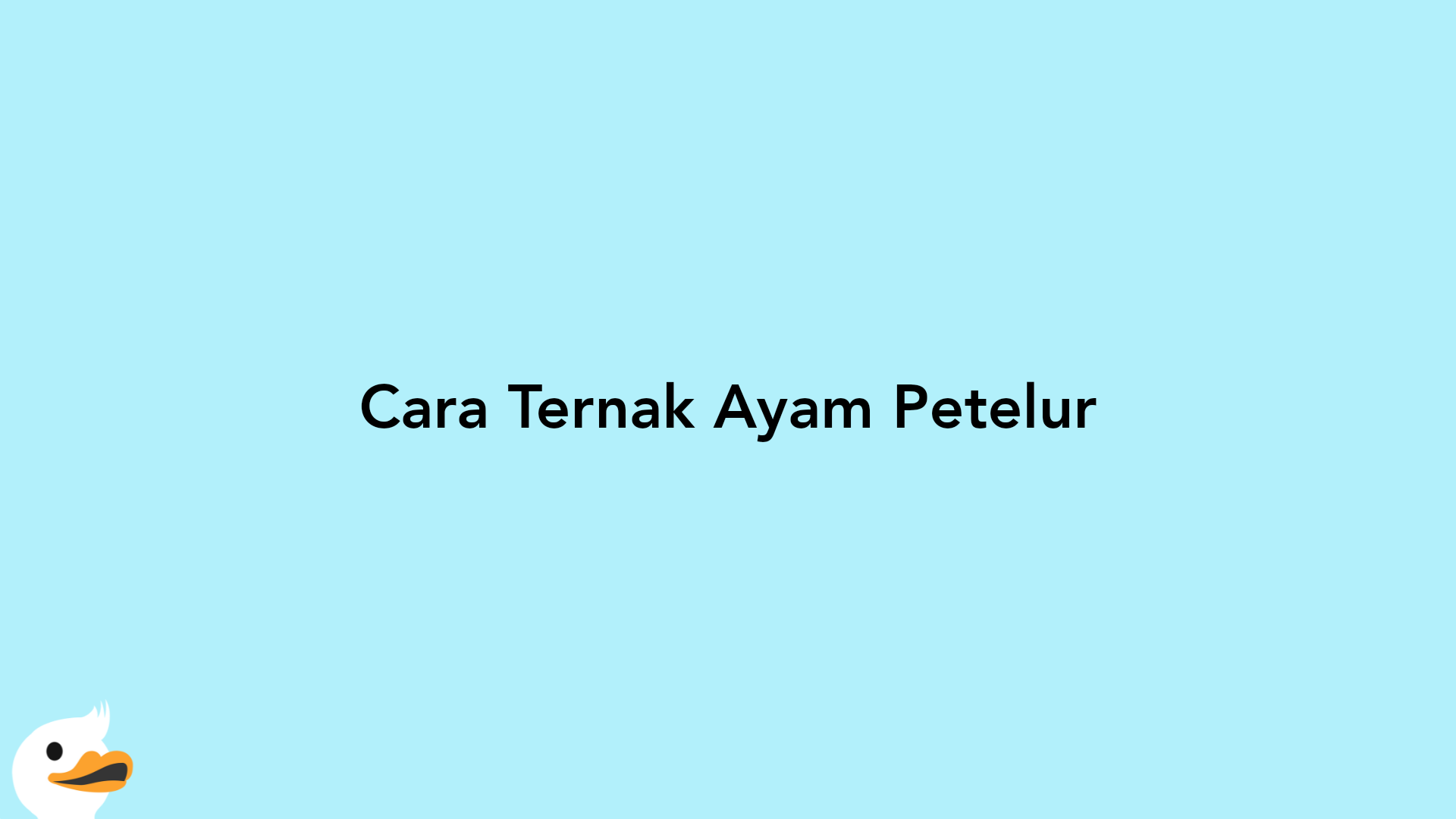 Cara Ternak Ayam Petelur